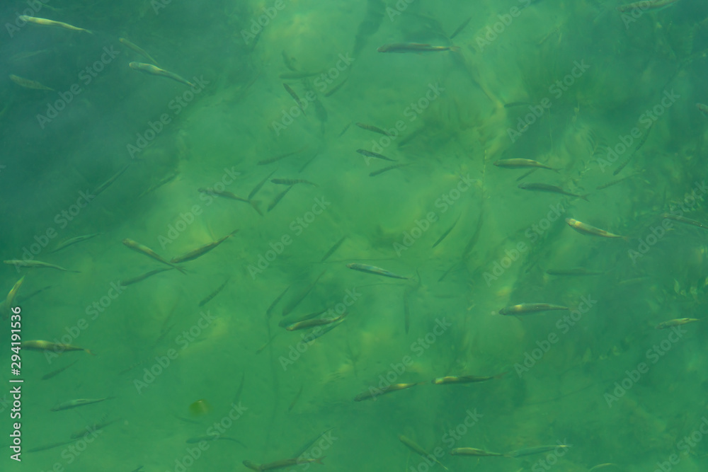 Schooling fishes in a lake