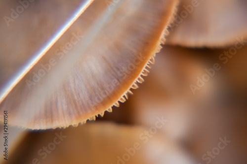Edge Brown Mushroom