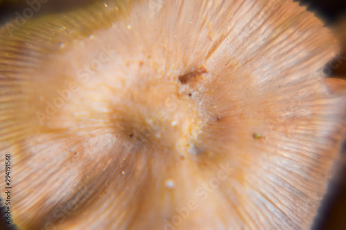 Macro Mushroom