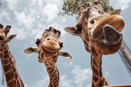Canvas Print two huge giraffes sticking out their tongues