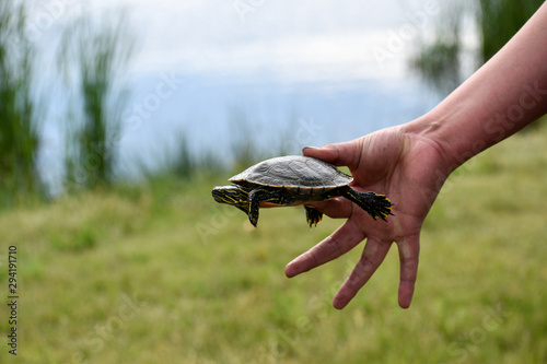 Tiny Turtle In Hand