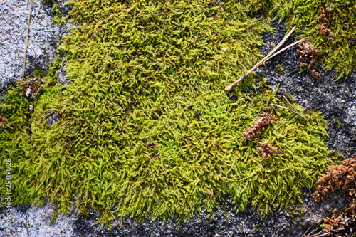 Mossy Rock