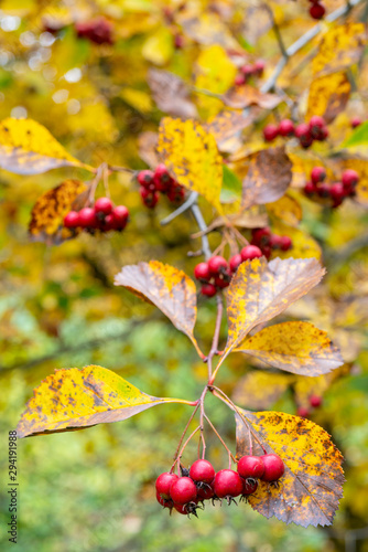 Red fruits of hawthorn. Yellow leaves. Autumn background.
