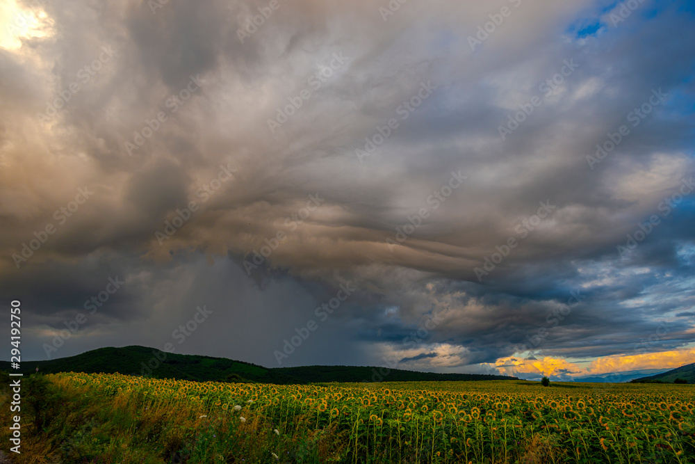 Storm clouds in the summer near sunflowers field