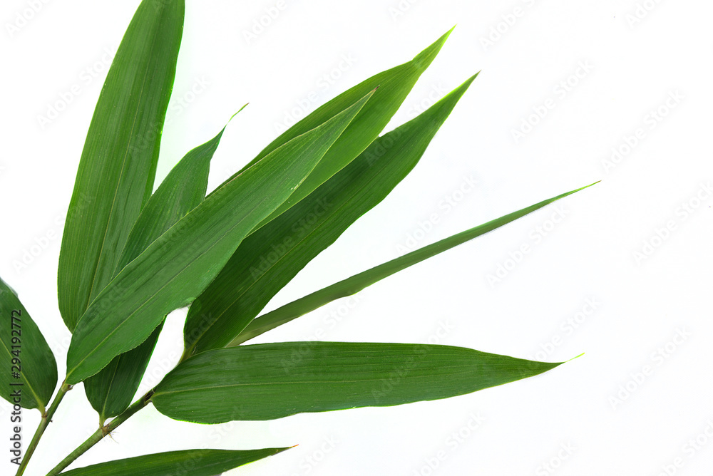 Green bamboo leaves isolated on the white background Green bamboo leaves isolated on the white background