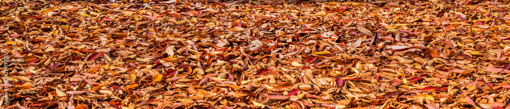 Autumn leaves carpet and foliage background