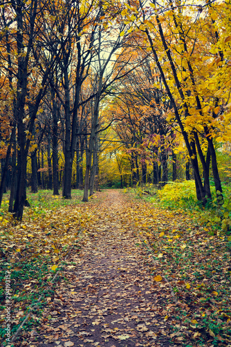 Alley in the autumn park. Fallen leaves. Sad autumn landscape.