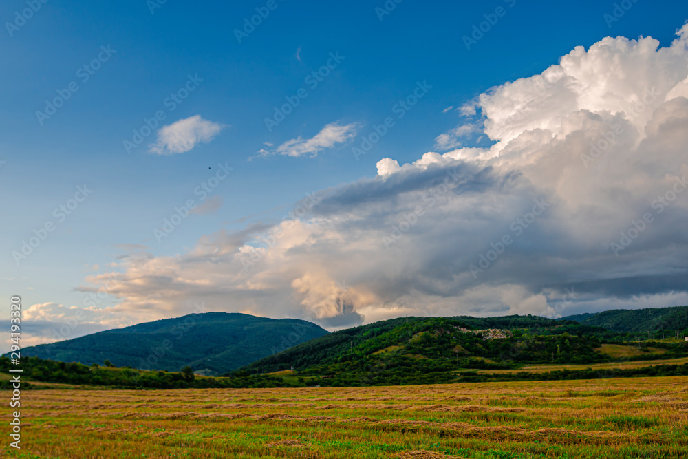 Fototapeta premium Sunflowers landscape