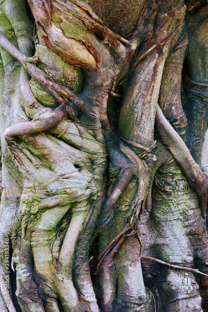 Fototapeta premium tropical trunk texture with roots and bark