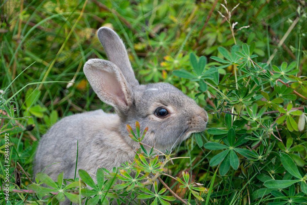 Fototapeta premium grey rabbit (Leporidae) in the green in the city of Reykjavik Iceland