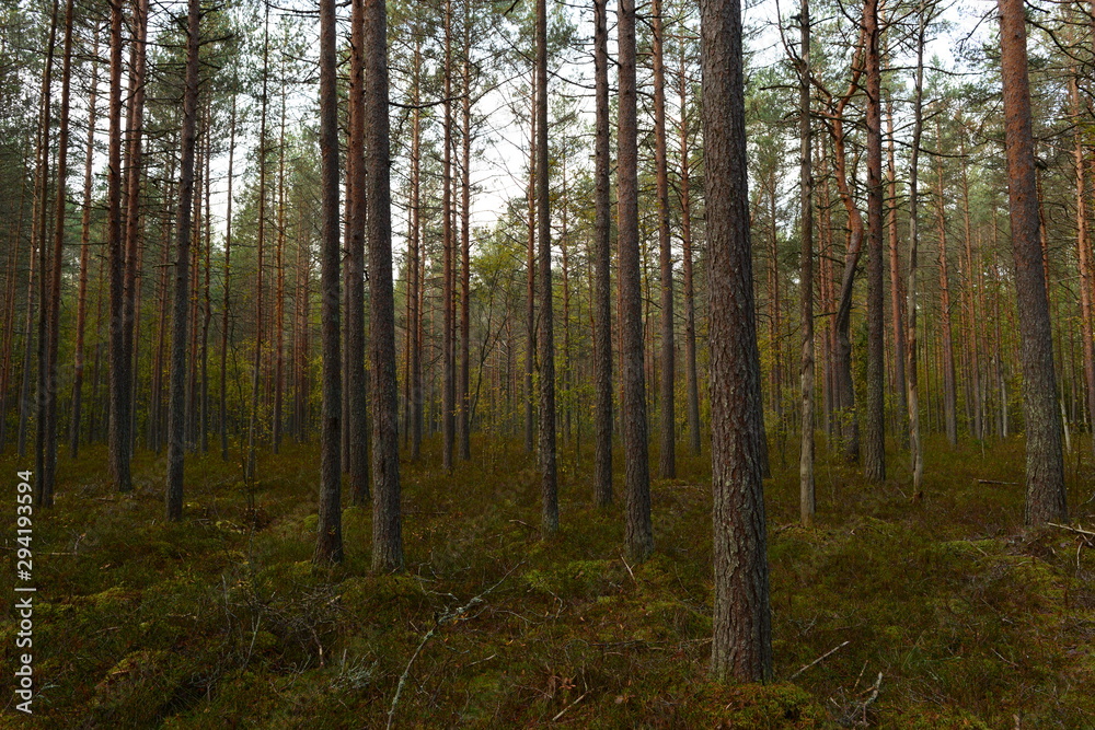 Pine trees in the autumn forest on a rainy morning