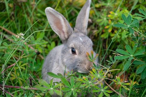 grey rabbit (Leporidae) in the green in the city of Reykjavik Iceland © Simona
