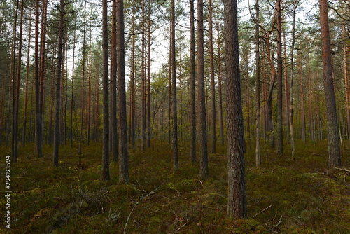 Fototapeta Naklejka Na Ścianę i Meble -  Pine trees in the autumn forest on a rainy morning