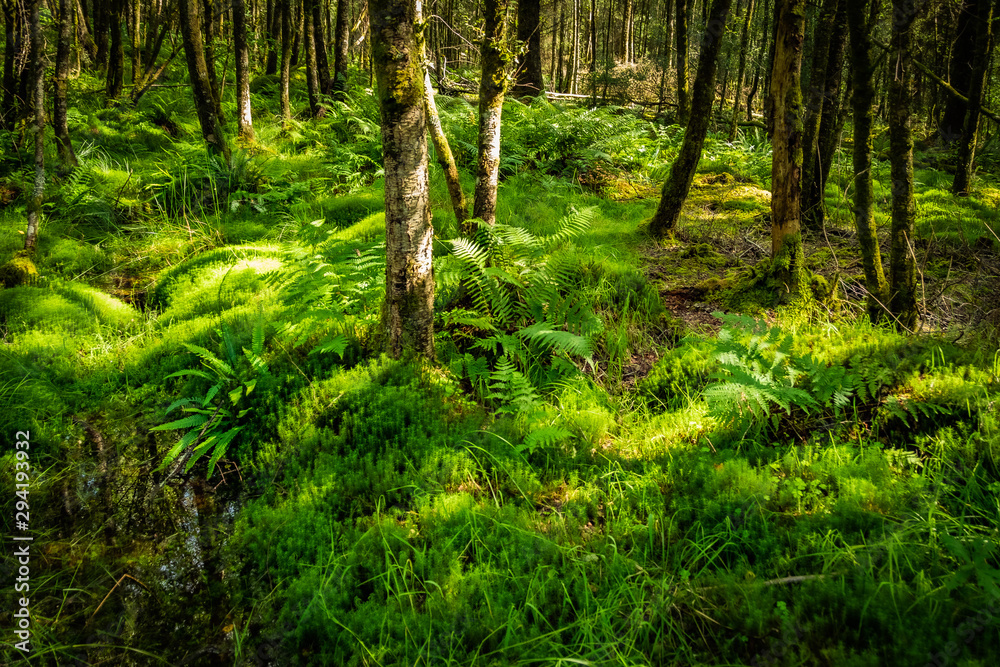 Obraz premium Szkocki las