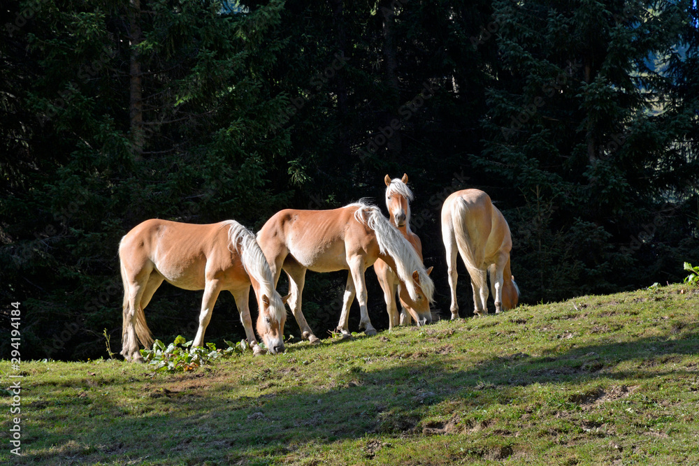 Fototapeta premium weide im kleinwalsertal