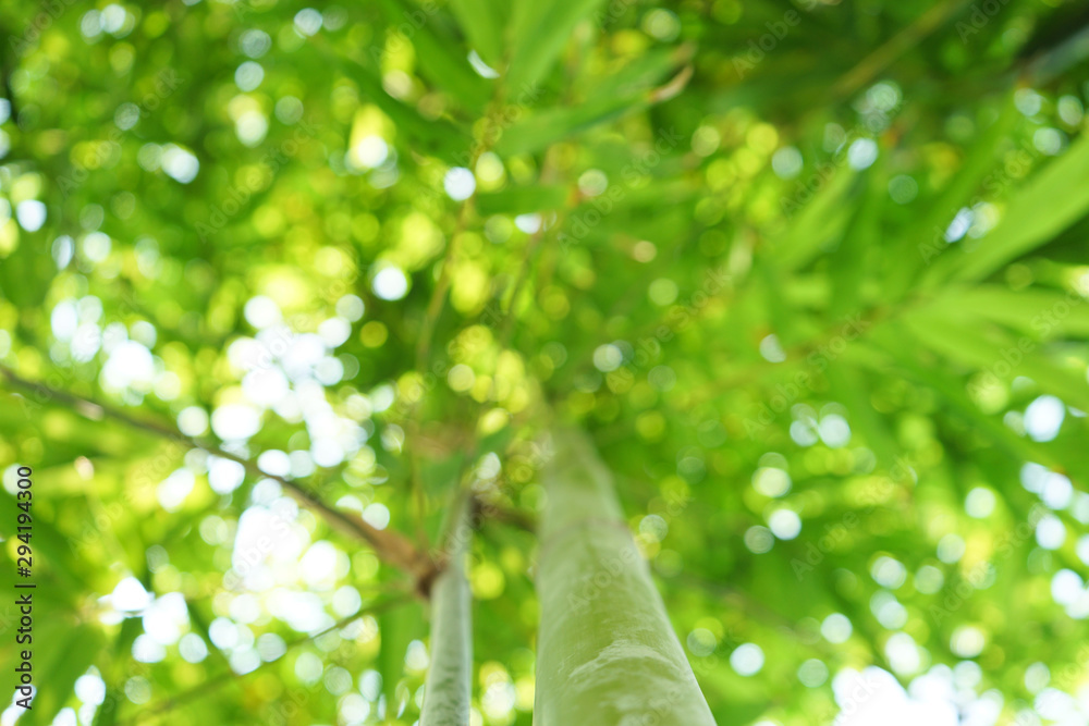Bamboo forest in the park (blurred image)