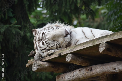 Tigre