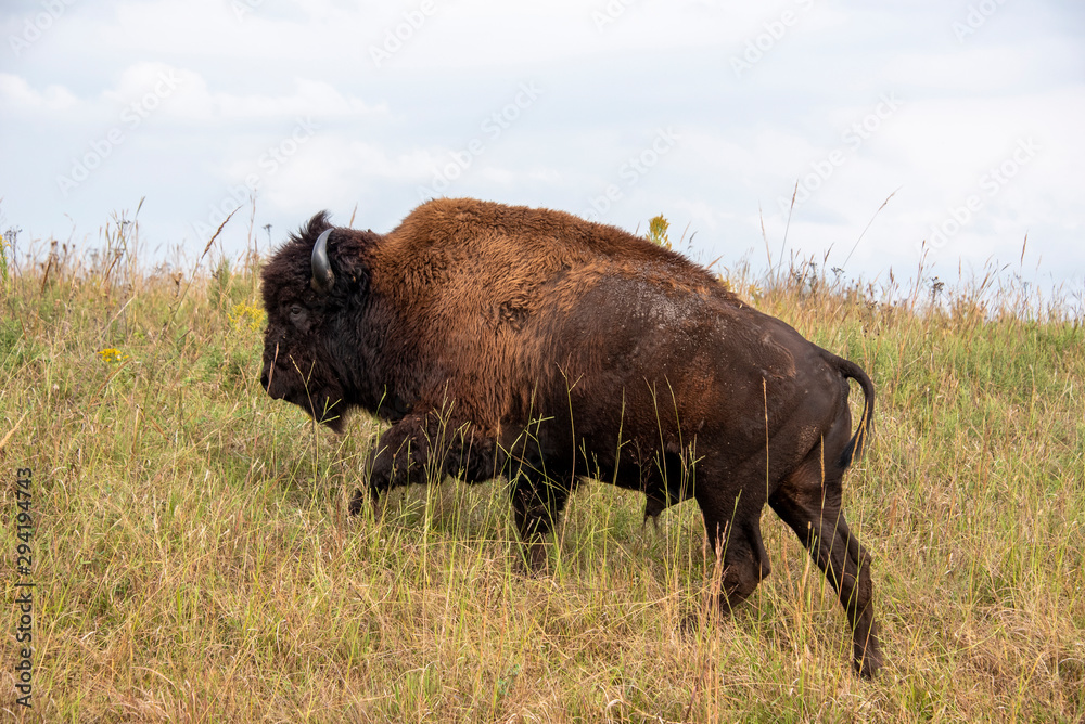 Bison Male - Tallgrass Praire