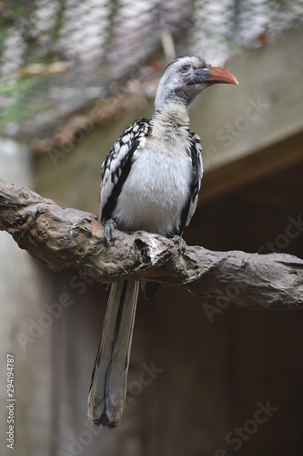 Oiseau