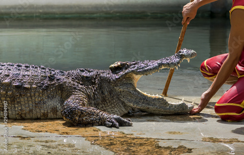 A man is showing his hand touch into the open mouth of the crocodile.