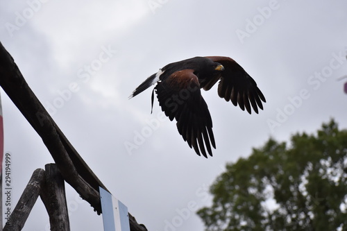 Aigle