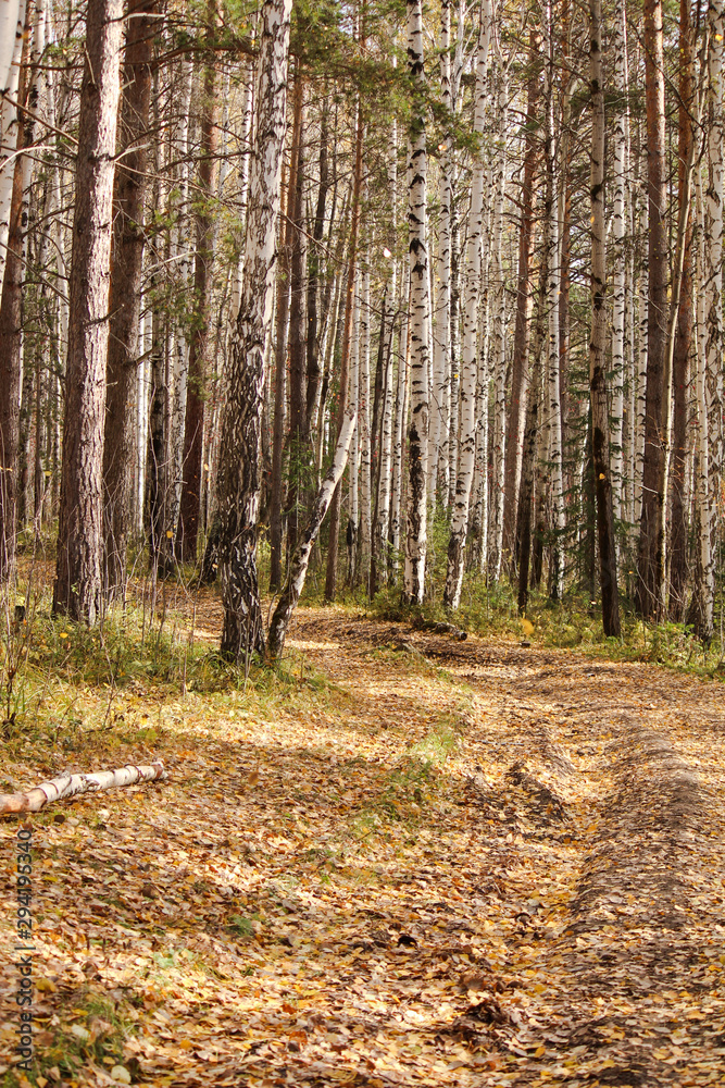 Obraz premium trees in forest