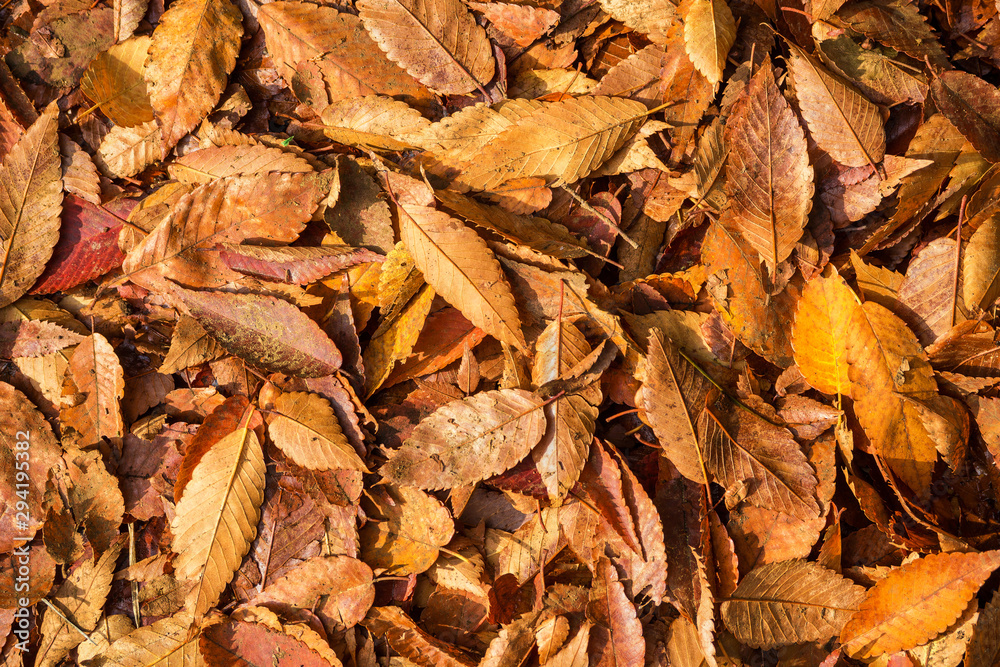 Autumn leaves carpet and foliage background Autumn leaves carpet and foliage background