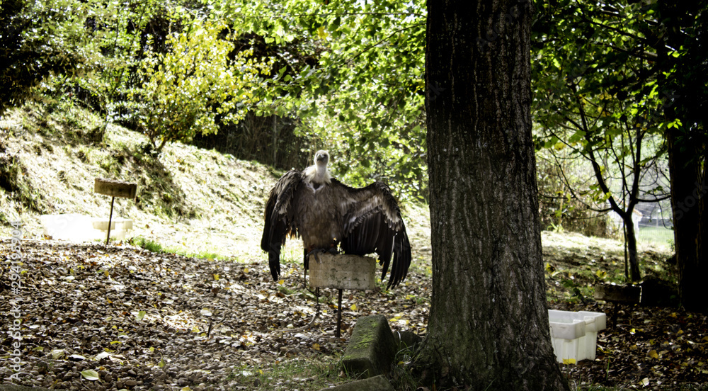 Fototapeta premium Wild vultures