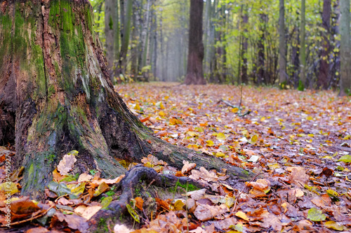 Autumn landscape. A path in an oak grove after the rain.