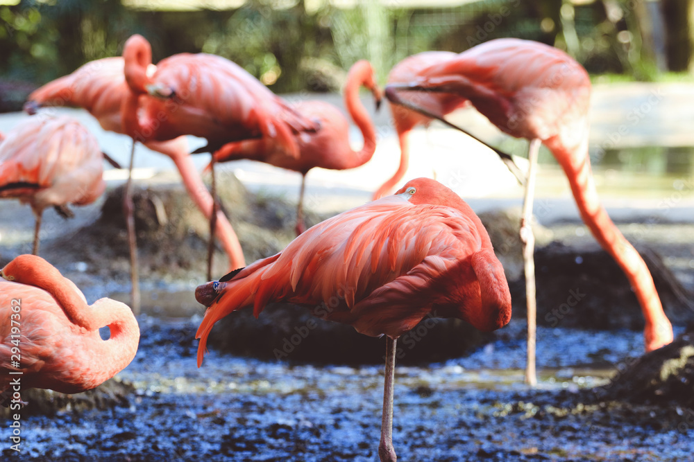 Flock of Pink Caribbean flamingos Flock of Pink Caribbean flamingos