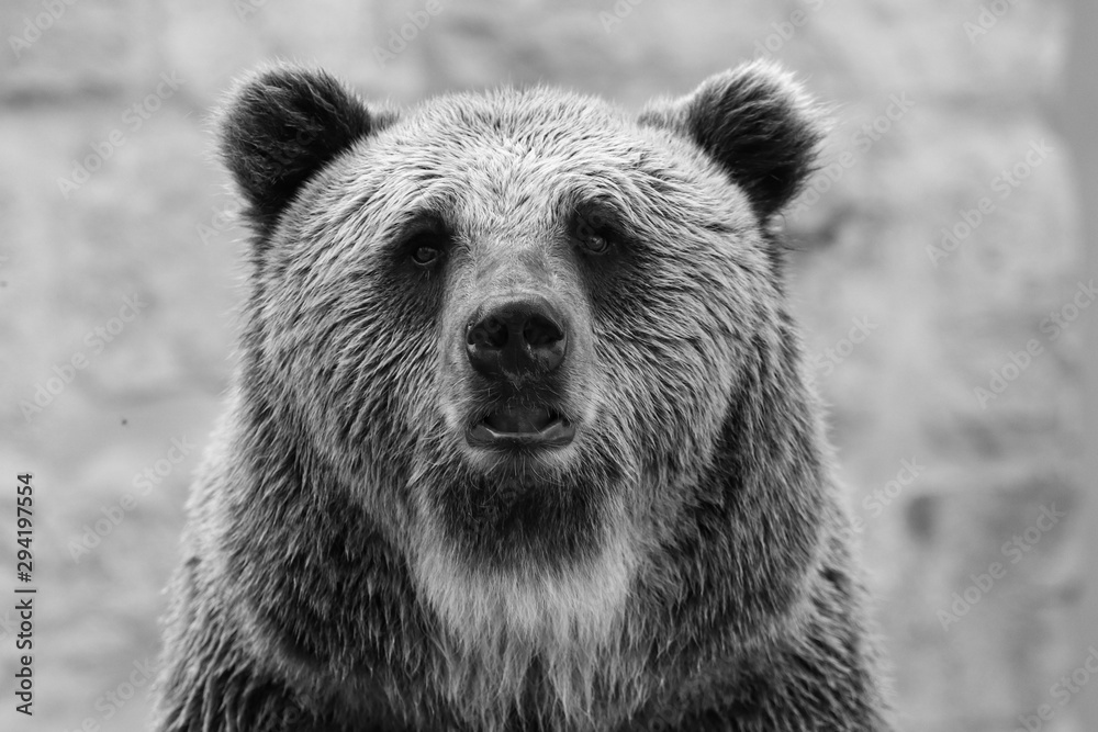Close up photo of a wild, big Brown Bear Close up photo of a wild, big Brown Bear