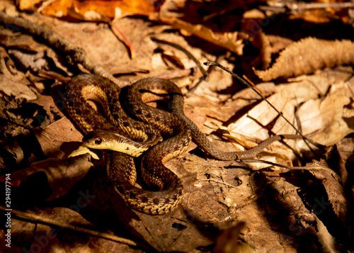 Garter Snake in the fall forest autumn leaves