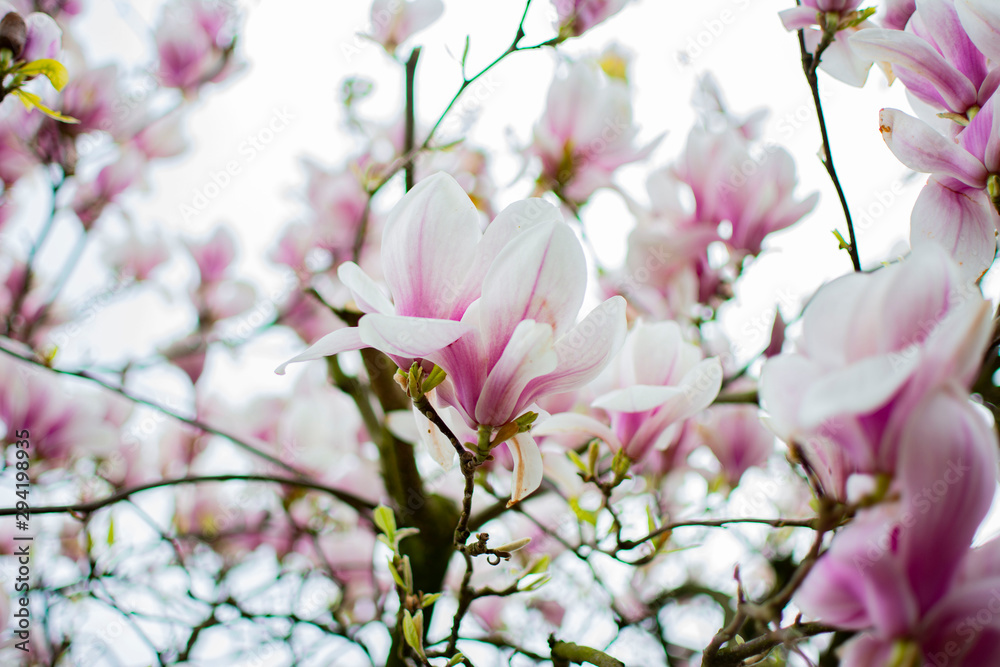 Obraz premium Magnolia