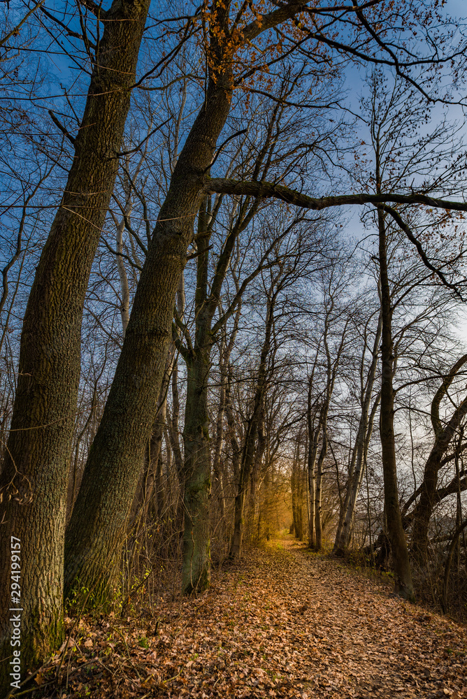 Track along trees alley at a beautiful sunny autum day