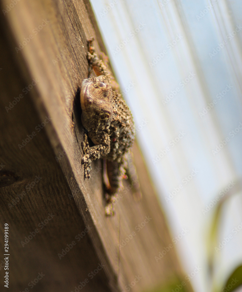 Obraz premium Tu e lui