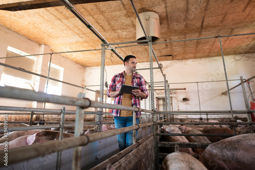 Farmer walking through large pigpen controlling pigs growth via tablet computer. Farming and taking care of cattle at farm.