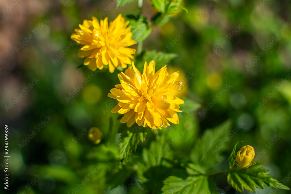 yellow flowers in garden