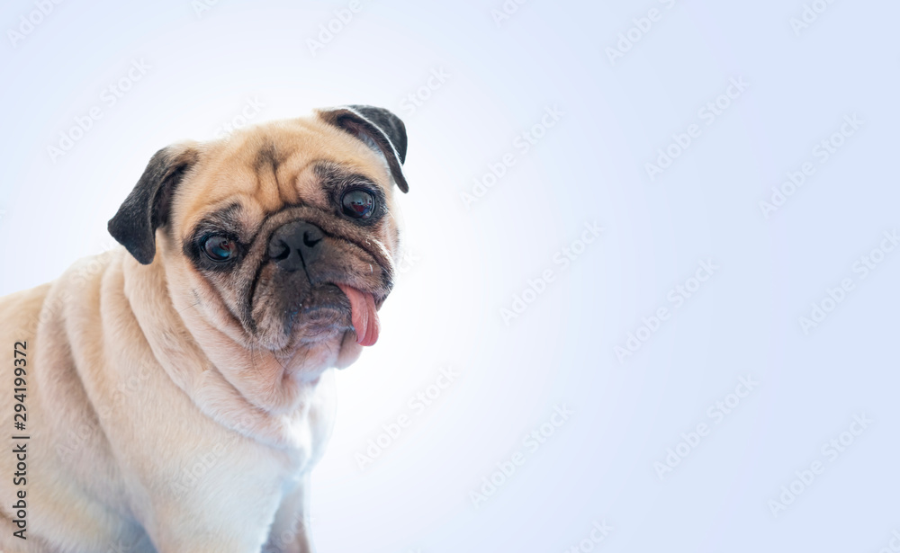 Wonderful tiny Cute Pug Dog with tongue sticking out and looking at camera and curiously looking ahead on blue studio background.