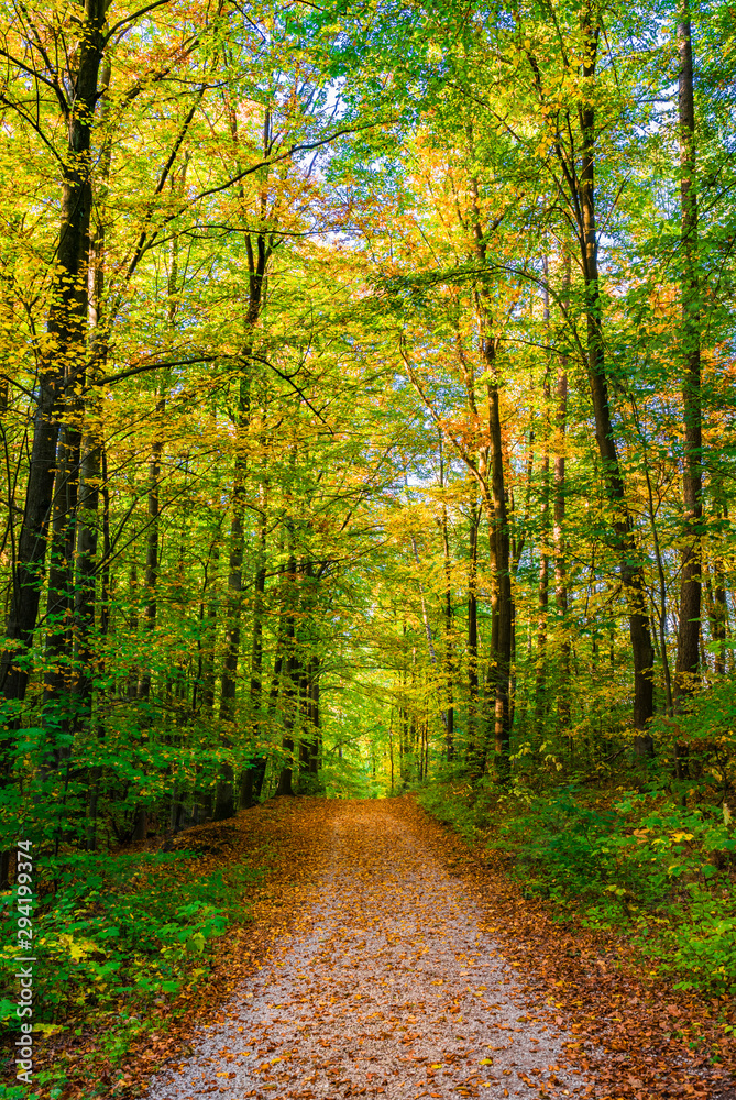 Beautiful path through forest nature at fall season