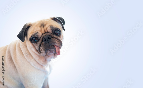 Wonderful tiny Cute Pug Dog with tongue sticking out and looking at camera and curiously looking ahead on blue studio background. © fongleon356