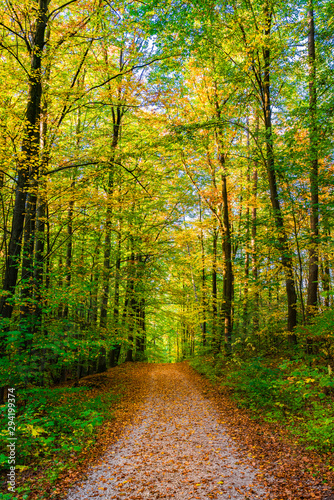 Beautiful path through forest nature at fall season