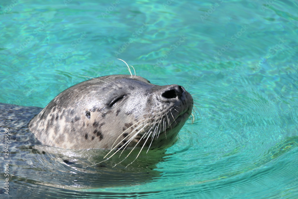 Fototapeta premium Seehund im Wasser