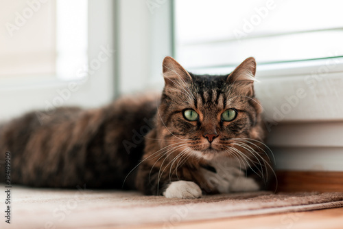 image of a domestic cat lying on the couch