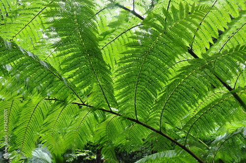 Fern Canopy in Paradise photo