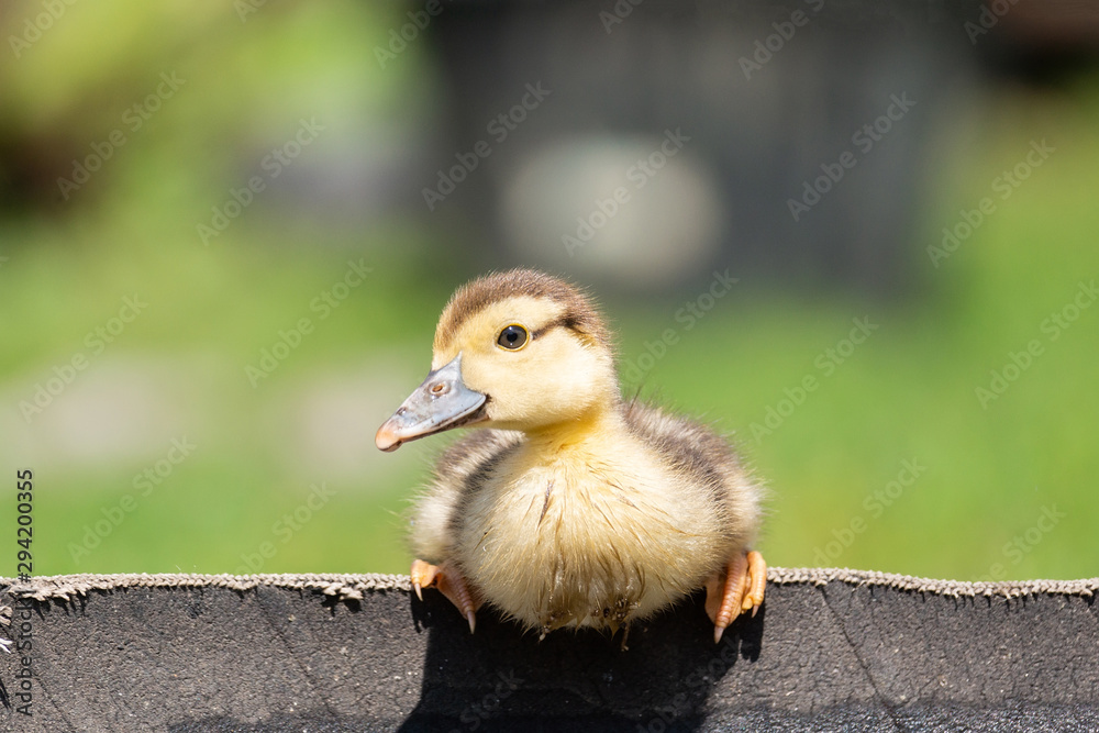 duckling on the grass duckling on the grass