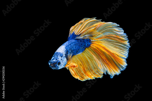 The moving moment beautiful of yellow and blue siamese betta fish or fancy betta splendens fighting fish in thailand on black background. Thailand called Pla-kad or half moon biting fish.