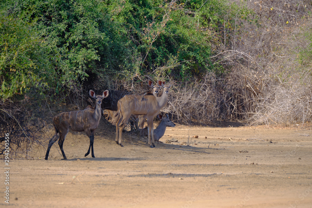 Fototapeta premium Kudu in Mana Pools National Park, Zimbabwe