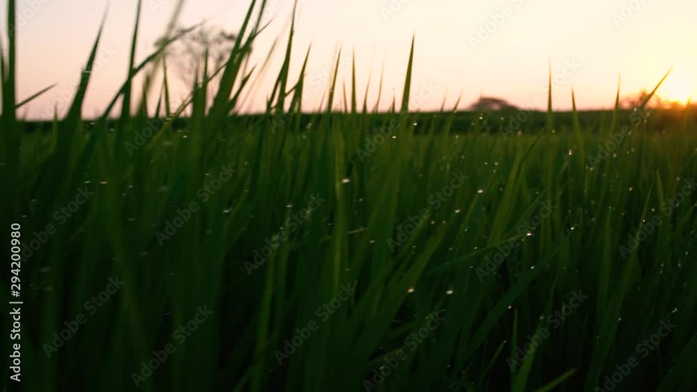 Green grass with dew drops on the field at sunset Green grass with dew drops on the field at sunset