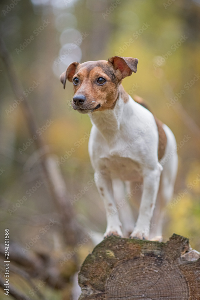 Jack Russell Terrier on a log in the forest. Photographed close-up.