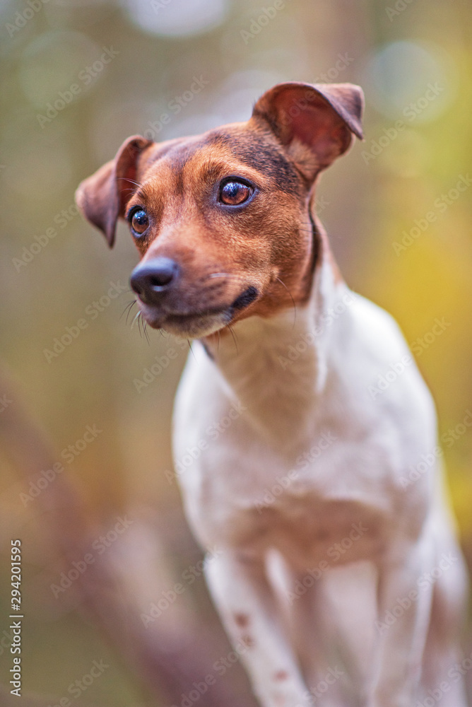 Jack Russell Terrier on a log in the forest. Photographed close-up. Jack Russell Terrier on a log in the forest. Photographed close-up.